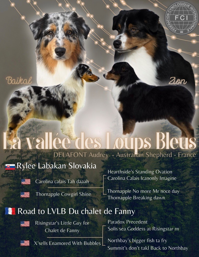 chiot Berger Australien De La Vallée Des Loups Bleus