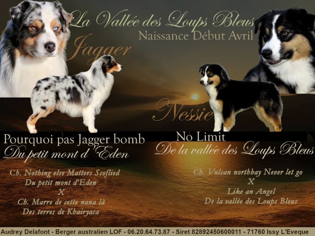 chiot Berger Australien De La Vallée Des Loups Bleus