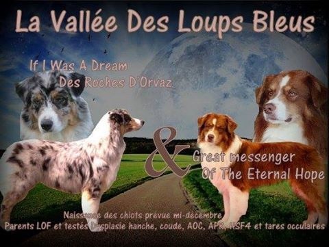 De La Vallée Des Loups Bleus - Berger Australien - Portée née le 19/12/2016