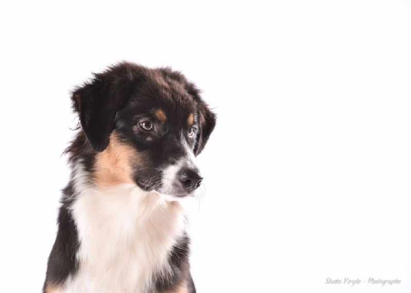 Like an angel De La Vallée Des Loups Bleus