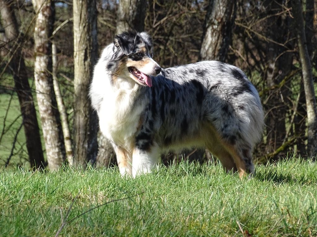 If i was a dream des roches d'Orvaz