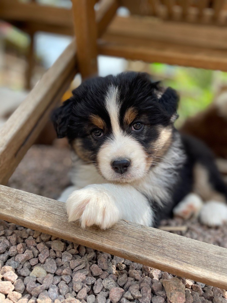 De La Vallée Des Loups Bleus - Chiots disponibles - Berger Australien
