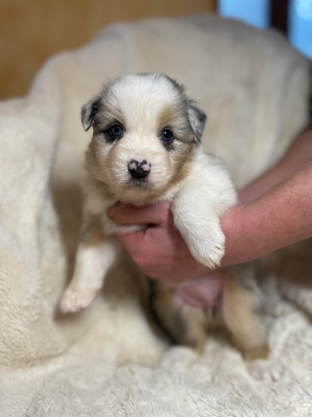 De La Vallée Des Loups Bleus - Chiots disponibles - Berger Australien