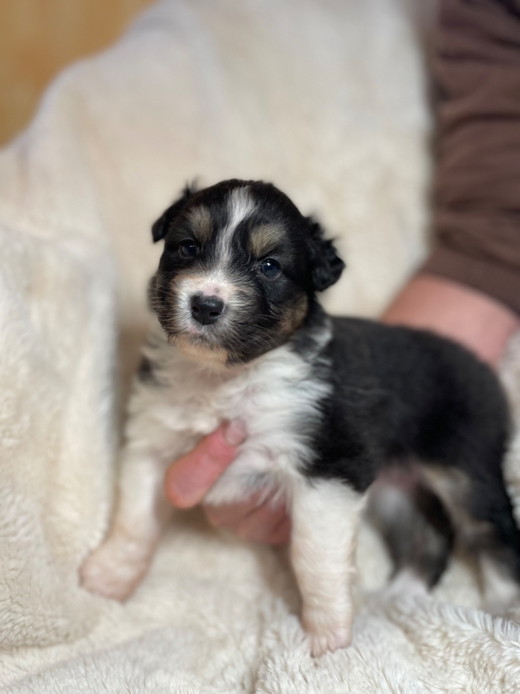 De La Vallée Des Loups Bleus - Chiots disponibles - Berger Australien