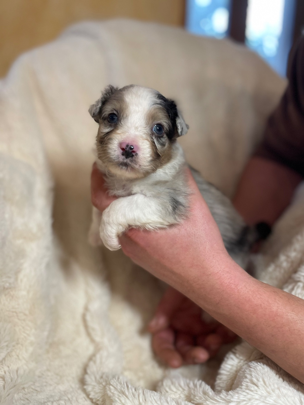 De La Vallée Des Loups Bleus - Chiots disponibles - Berger Australien