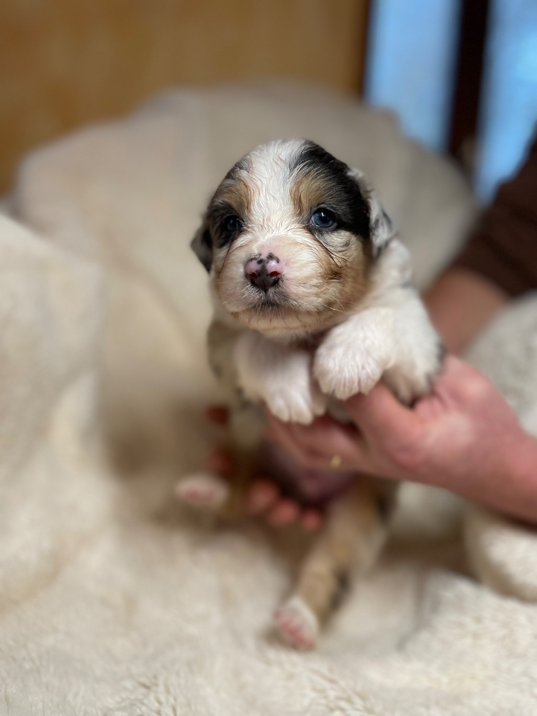 De La Vallée Des Loups Bleus - Chiots disponibles - Berger Australien
