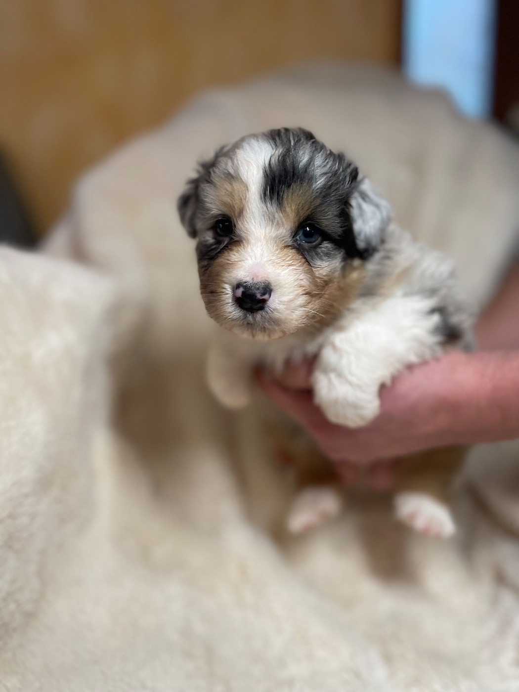 De La Vallée Des Loups Bleus - Chiots disponibles - Berger Australien