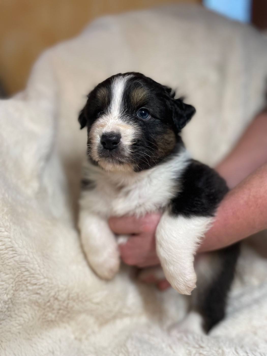 De La Vallée Des Loups Bleus - Chiots disponibles - Berger Australien