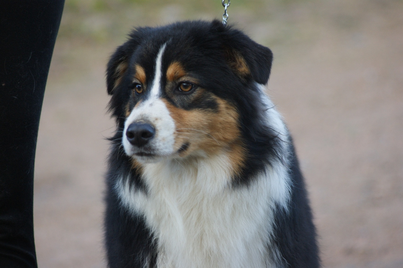 De La Vallée Des Loups Bleus - Chiots disponibles - Berger Australien