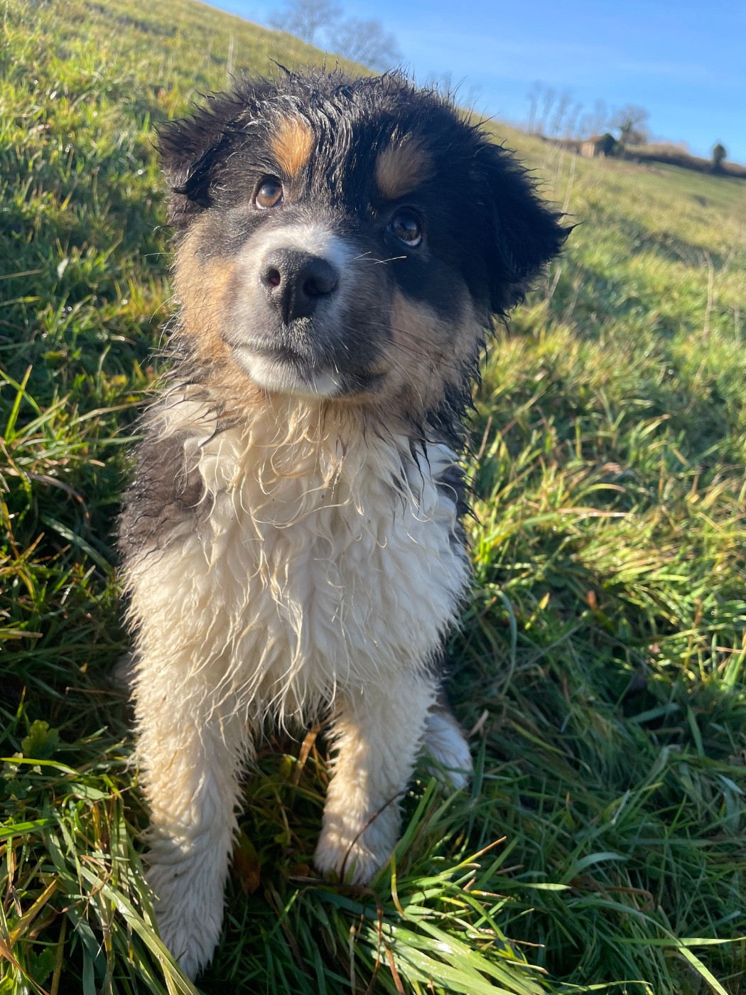 De La Vallée Des Loups Bleus - Chiots disponibles - Berger Australien