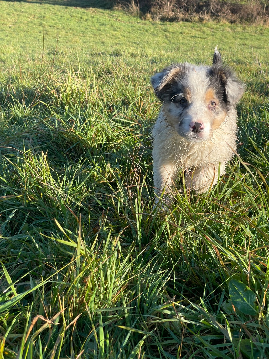 De La Vallée Des Loups Bleus - Chiots disponibles - Berger Australien