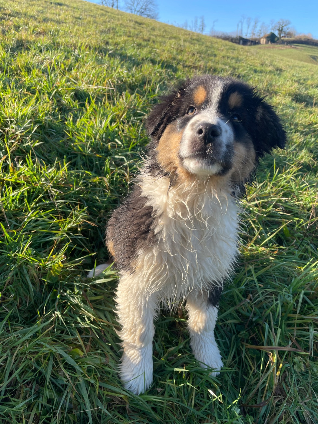De La Vallée Des Loups Bleus - Chiots disponibles - Berger Australien