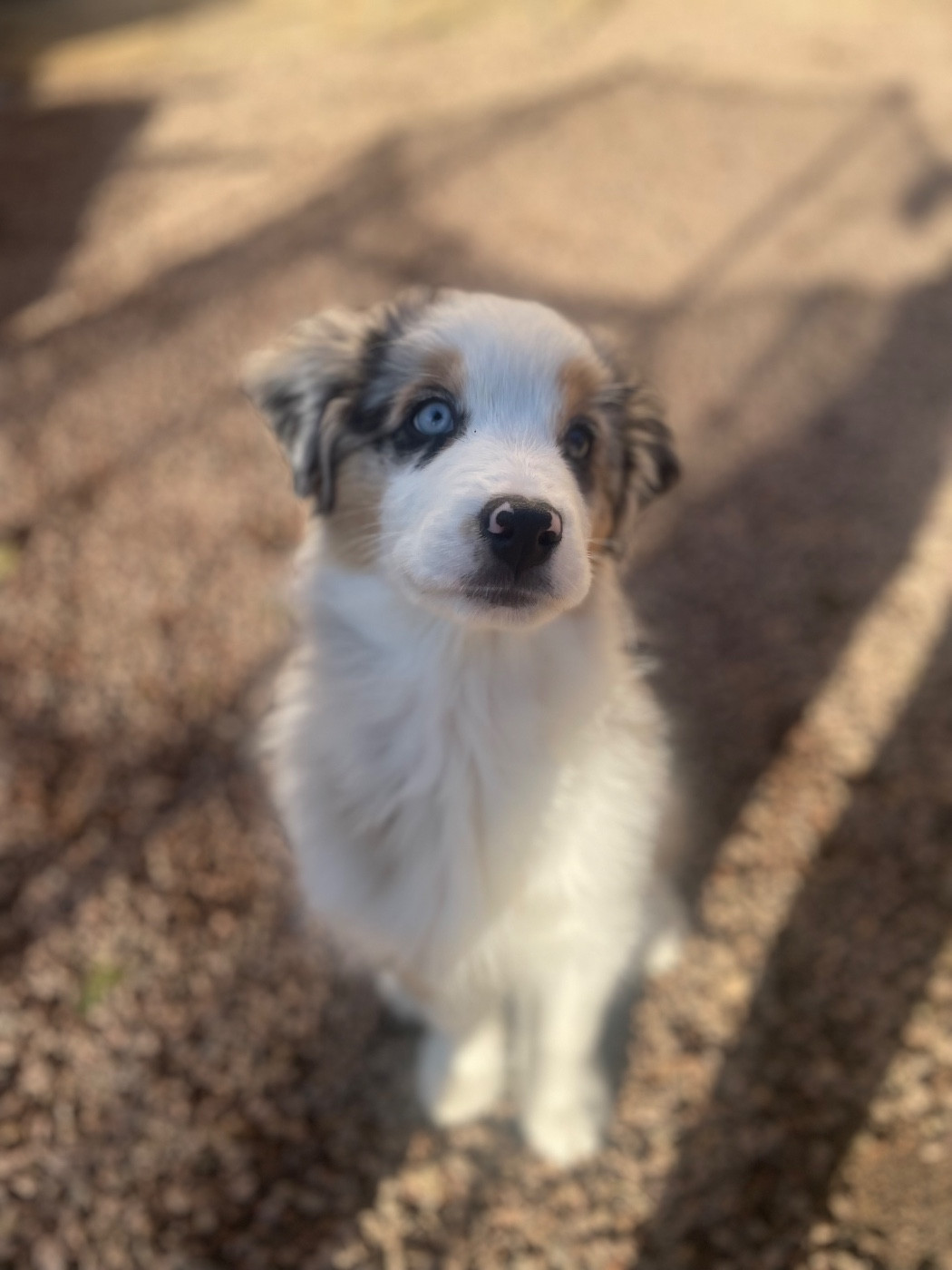 De La Vallée Des Loups Bleus - Chiots disponibles - Berger Australien