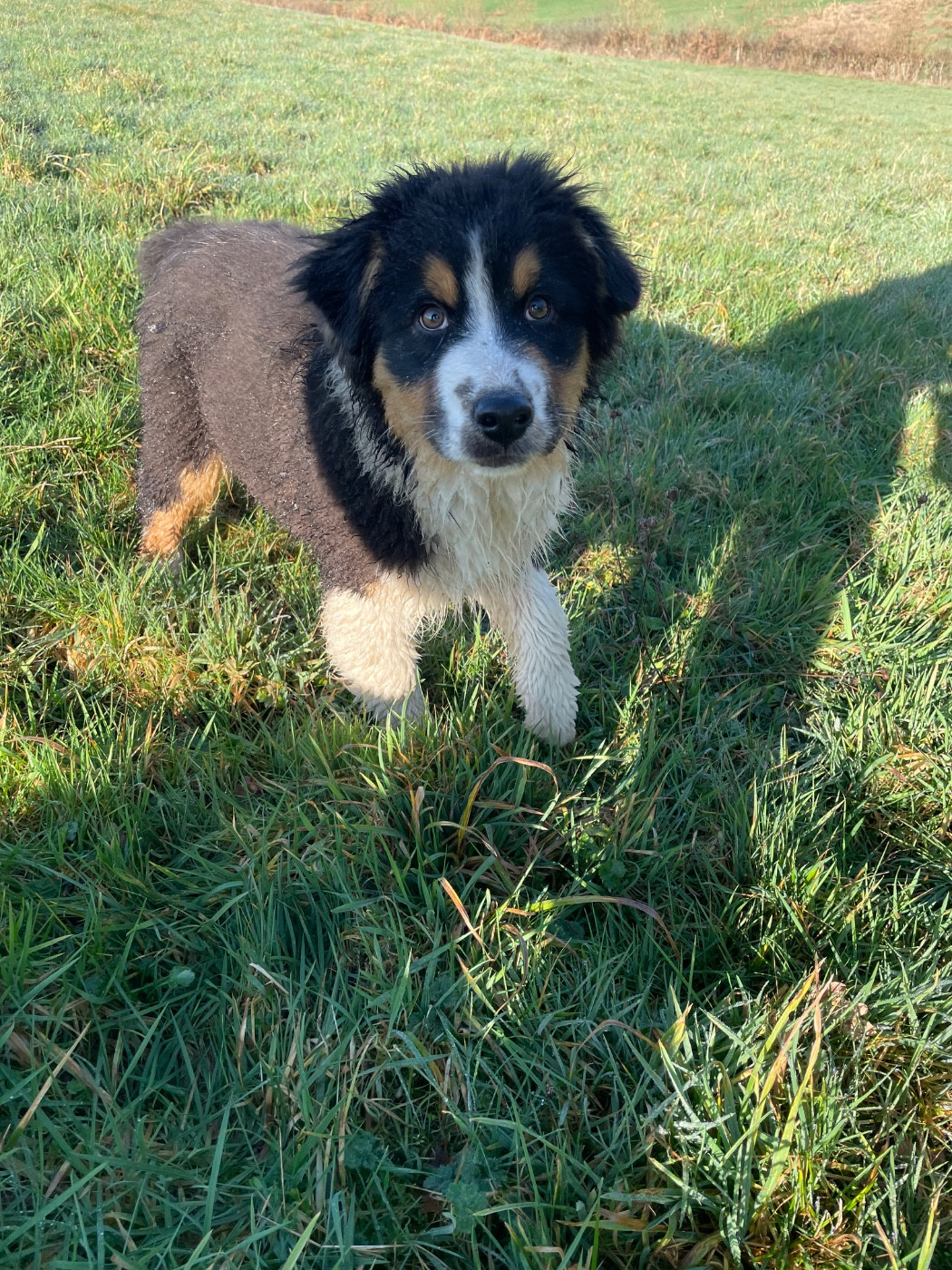 De La Vallée Des Loups Bleus - Chiots disponibles - Berger Australien