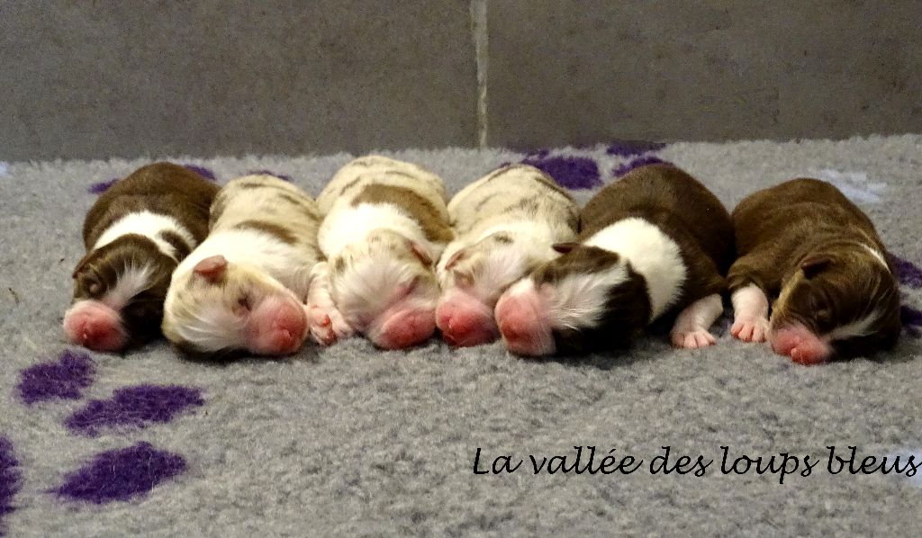 Chiot Berger Australien De La Vallée Des Loups Bleus