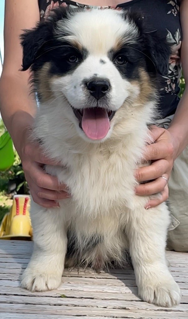 De La Vallée Des Loups Bleus - Chiots disponibles - Berger Australien