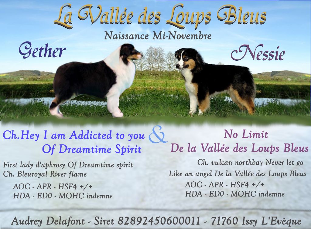 Chiot Berger Australien De La Vallée Des Loups Bleus