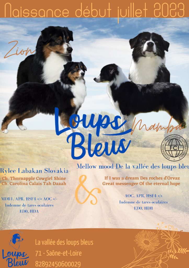 De La Vallée Des Loups Bleus - Berger Australien - Portée née le 09/07/2023