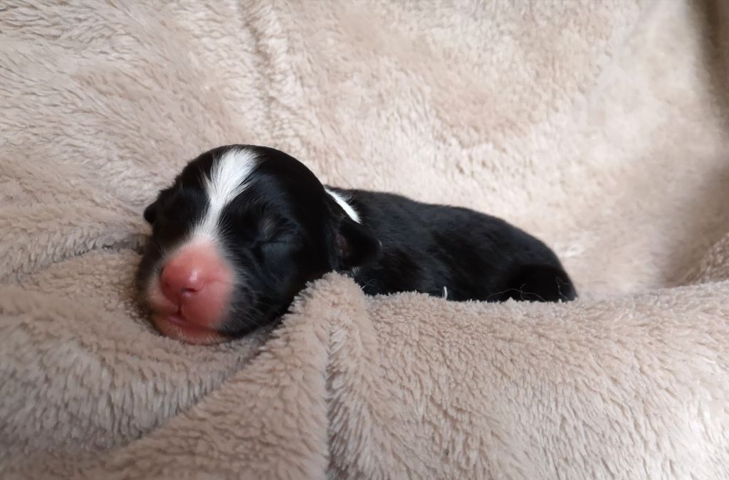 De La Vallée Des Loups Bleus - Berger Australien - Portée née le 24/01/2019