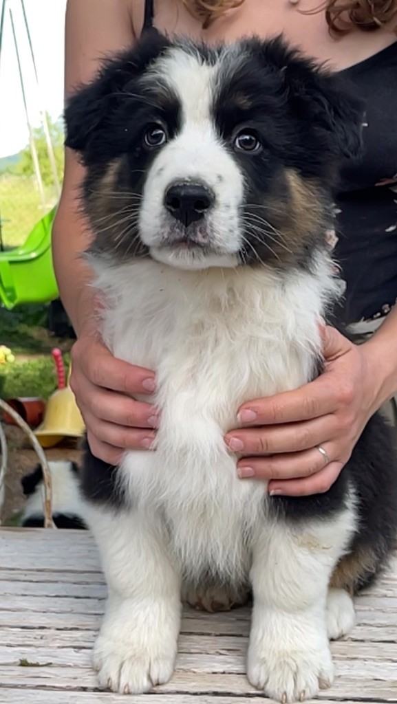 De La Vallée Des Loups Bleus - Chiots disponibles - Berger Australien