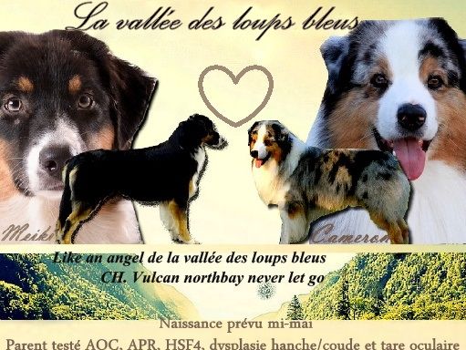 Chiot Berger Australien De La Vallée Des Loups Bleus