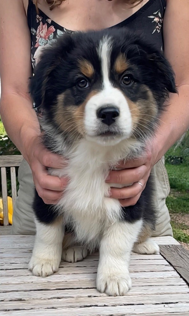 De La Vallée Des Loups Bleus - Chiots disponibles - Berger Australien