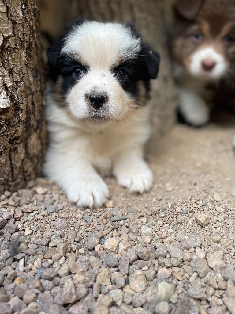 De La Vallée Des Loups Bleus - Chiots disponibles - Berger Australien