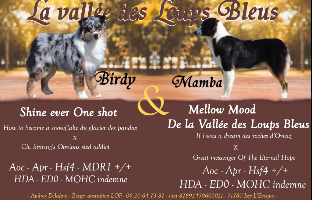 Chiot Berger Australien De La Vallée Des Loups Bleus